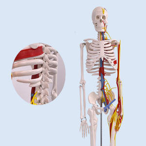 Wissenschaftliches Lehrmittel, 85 cm, das menschliche Skelett, Gefäße und Nerven, Anatomie-Modell, Lehrmittel - Product Image 2