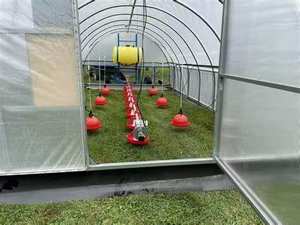 Özelleştirilmiş fabrika toptan basit tek açıklıklı hareketli tavuk sera - Product Image 4