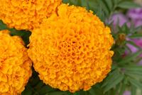 Poudre de Lutéine de Qualité Alimentaire 5% 10% 20% Extrait Naturel de Fleur de Tagetes Erecta