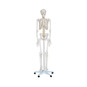 Full Body Skeleton, Skeleton Model on Stand