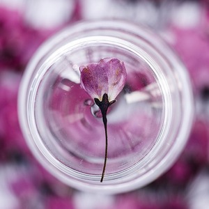 Bourgeons de bégonia fleur séchée fleur pressée bricolage signets en relief époxy fleur séchée coque de téléphone portable spécimen de plante - Product Image 1