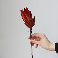Gedroogde koningsprotea bloemen voor binnen, decoratief voor bruiloften, Pasen & Halloween arrangementen - Langdurig, 20-30cm