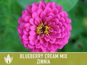 Violet Zinnia Mixte Zinnia Myrtille Crème Kit Héritage Vivace Fleur Jardin Maison Plantation Pot De Fleur Conception Plancher Extérieur - Product Image 3