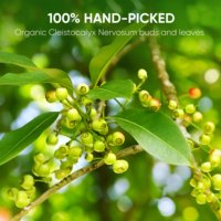 Thé Herbal Brut Premium Cleistocalyx Nervosum 2G Origine Vietnam Infusion Traditionnelle Bien-être Vietnamien Sans Caféine Marque NMPT