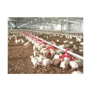 Economical and easy to install economic broiler poultry breeding line