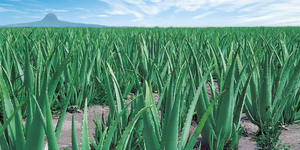 אבקת תמצית אלוורה טבעית באיכות גבוהה עם אלוורה אמודין/אלואין/אלואזין 98% CAS 481-72-1 - Product Image 3