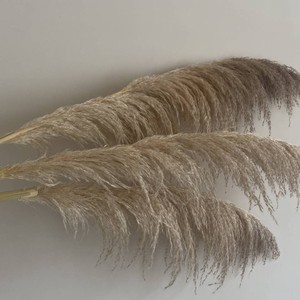 Vente <span class=keywords><strong>en</strong></span> gros de pampa country beige naturelle herbe de pampa séchée pour mariage maison hôtel herbe de pampa moelleuse <span class=keywords><strong>fleurs</strong></span> séchées - Product Image 4
