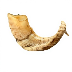 Shofar en Corne de Bœuf Naturelle Brute, Vente en Gros, Non Fini, Fait Main, AZ ENTERPRISES pour la Fabrication de Shofars, Produits Religieux et Culturels - Product Image 6