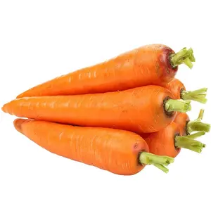 Wholesale Price Fresh Vegetables Orange Carrots Bulk Stock Available For Sale