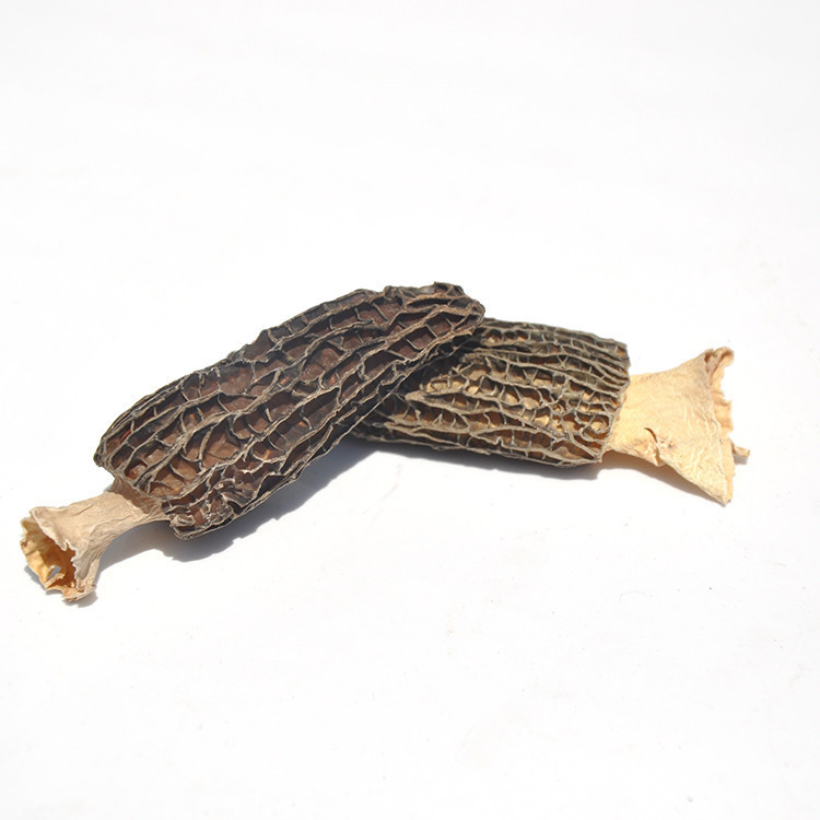Wholesale And Retail Dried Morel Mushroom And Dry Morchella In Fungus / Morchella Esculenta