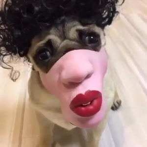 पालतू कुत्ता मजाकिया मास्क टिक्टोक वीइबो स्पूफ हेडगियर गर्म खुशी स्टोर लालटेन त्योहार - Product Image 2