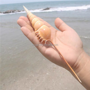 Ornement <span class=keywords><strong>Petit</strong></span> Artisanat Décorations pour la maison <span class=keywords><strong>Escargots</strong></span> naturels à long nez Vente en gros Coquilles de conque - Product Image 2
