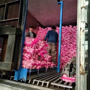 Ail frais chinois 4 KG Emballage en sac en filet Exportation vers Dubaï Taille 5cm 5.5cm <span class=keywords><strong>Prix</strong></span> bas Ail frais pur blanc - Product Image 6