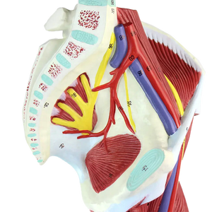 Modelo Anatómico <span class=keywords><strong>de</strong></span> Plástico <span class=keywords><strong>de</strong></span> los Músculos <span class=keywords><strong>de</strong></span> <span class=keywords><strong>la</strong></span> <span class=keywords><strong>Pierna</strong></span> <span class=keywords><strong>Humana</strong></span>, Anatomía Muscular <span class=keywords><strong>de</strong></span> <span class=keywords><strong>la</strong></span> <span class=keywords><strong>Pierna</strong></span> - Product Image 3