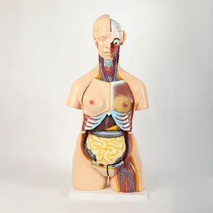 人体躯干模型儿童85CM解剖模型OEM科学医学标志时间包装产地天产品ISO浙江地方