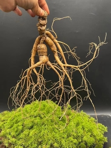 Toptan adam sağlık kırmızı <span class=keywords><strong>Ginseng</strong></span> kökenli kore kırmızı <span class=keywords><strong>Ginseng</strong></span> satılık amerikan <span class=keywords><strong>Ginseng</strong></span> dilimleri - Product Image 4
