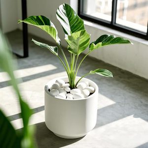 RooTrimmer 5 libbre ciottoli <span class=keywords><strong>bianchi</strong></span> lucidati-0.4-1.2 "rocce Decorative per piante, giardino, acquario e riempitivo per <span class=keywords><strong>vasi</strong></span> - Product Image 6