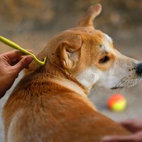 Produits anti-tiques pour chiens et animaux de compagnie, 3 crochets en plastique, outil de retrait des tiques, extracteur de puces, pinces à tiques pour chiens et animaux