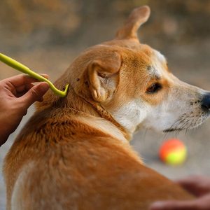 Produits anti-tiques pour chiens et animaux de compagnie, 3 crochets en plastique, outil de retrait des tiques, extracteur de puces, pinces à tiques pour chiens et animaux - Product Image 2