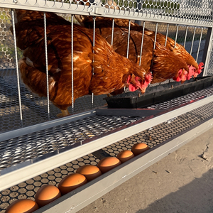 Poulailler extérieur étanche pour poules pondeuses, résistant à la chaleur, en acier galvanisé, pour poulets, canards, oies - Product Image 2