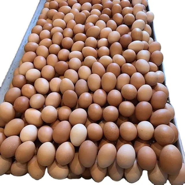 Organic Fresh Chicken Table Eggs & Fertilized Hatching Eggs USA origin / Fresh Chicken Table Eggs Brown and White