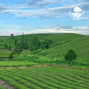 Clqq Private Label Biologische Ultradunne Groene Theezakjes Levend Blad Lente Rijst China Groothandel New Age Afslankthee - Product Image 5