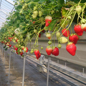 <span class=keywords><strong>Culture</strong></span> sans sol et système <span class=keywords><strong>hydroponique</strong></span> de <span class=keywords><strong>culture</strong></span> de fraises - Product Image 3