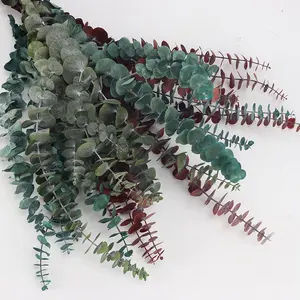 M034 boda flores secas bebé <span class=keywords><strong>azul</strong></span> verde rojo hojas de <span class=keywords><strong>eucalipto</strong></span> sucursales Real Natural secos conservas de <span class=keywords><strong>eucalipto</strong></span> - Product Image 1