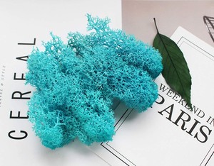 <span class=keywords><strong>Mousse</strong></span> <span class=keywords><strong>de</strong></span> <span class=keywords><strong>sphaigne</strong></span> naturel <span class=keywords><strong>mousse</strong></span> préservée pour la décoration murale - Product Image 5