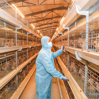 Solution de construction personnalisée pour élevages de poulets reproducteurs avec alimentation automatique par voie aérienne