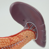 Modèle Anatomique Médical Populaire en PVC : Pancreas, Rate et Duodénum Humains, Modèle Anatomique du Foie Humain, Certifié CE/ISO