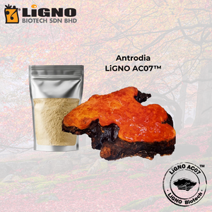 สารสกัดจากต้นแอนโตรเดีย แคมฟอร์าต้า LiGNO AC07 ผงสารสกัดจากพืช วัตถุดิบสำหรับเครื่องดื่มและอาหารเสริม - Product Image 1