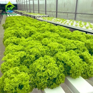 Bắp cải Rau diếp soilless hệ thống canh tác PVC nft kênh dinh dưỡng giải pháp thủy lợi thủy canh phát triển hệ thống - Product Image 1