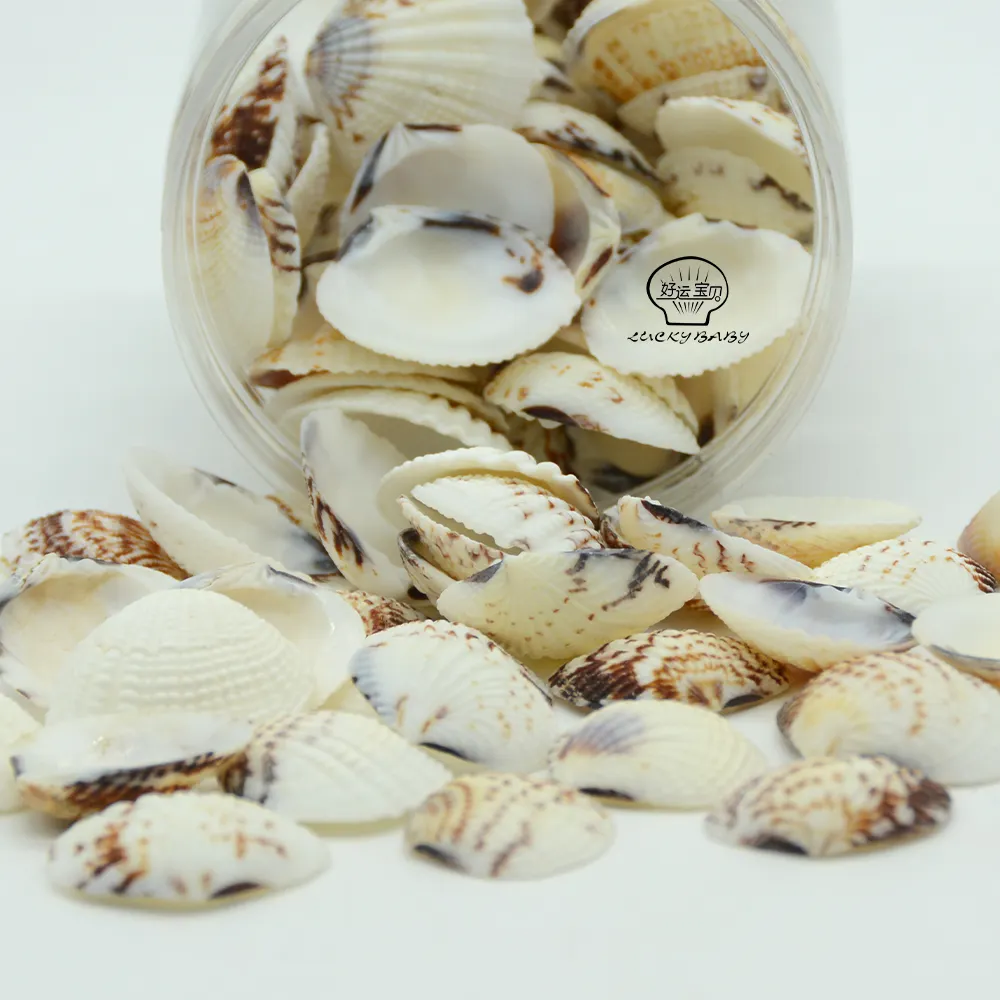 Wholesale Natural Seashell Crafts Scallop Shell Home Decoration Fish Tank Filling