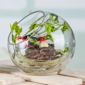 Plant <span class=keywords><strong>Terrarium</strong></span> Display Glas Tischplatte Sukkulente Luft Pflanze Pflanzer <span class=keywords><strong>Terrarium</strong></span> - Product Image 4