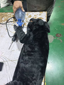 Mecanmed Tıbbi Bilim PVC Entübasyon Manevrası Köpek CPR Modeli Gelişmiş CPR Manevrası Manevrası için Manevra Manevrası - Product Image 6