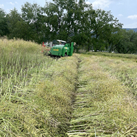 Moissonneuse-batteuse à colza diesel pour la récolte directe de colza à haute densité