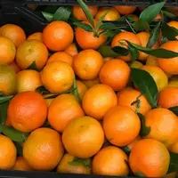 Оптовая продажа, свежий апельсин VALENCIA/морские апельсины/сладкий апельсин, готов к экспорту