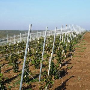 Poste de viñedo galvanizado de <span class=keywords><strong>madera</strong></span> tratada térmicamente de 2,0mm de espesor para cultivo de uva Poste de estaca de metal - Product Image 4