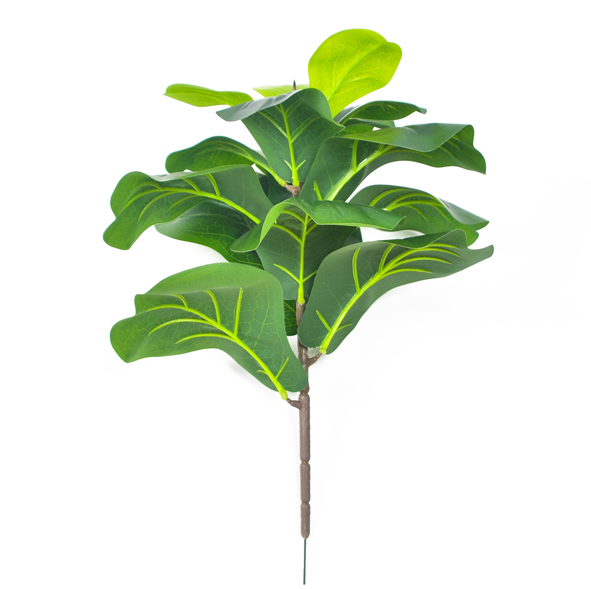 Ramo singolo di Ficus microcarpa da 40 cm con 15 foglie.