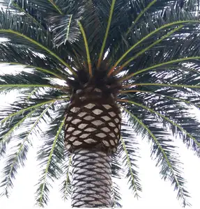 Vente en gros de grands arbres artificiels, palmier de datanier pour le jardin, décoration de projets extérieurs, fausses plantes d'extérieur