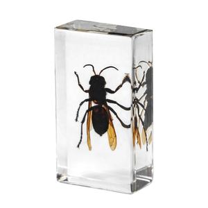 بالجملة مرقطة راتنج خنفساء طويلة القرن ثقل الورق حرفة عينة تعليمية حقيقية للتعلم والغرض الزخرفي - Product Image 3