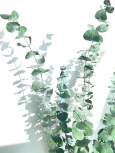 Foglie di eucalipto essiccate steli ramo conservato fiori secchi freschi piante eucalipto conservato per la composizione di fiori secchi - Product Image 3