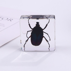 Aivi Nouvelle Arrivée Transfrontalière Serre-livres Carré en Résine Époxy avec Insecte, Aide Pédagogique pour Étudiants, Ornement Artisanal en Ambre avec Spécimen Animal - Product Image 6