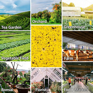 Lastre in PP giallo ad alta efficienza, materiali per trappole adesive per insetti, acchiappamosche da frutta, trappole per insetti appiccicose - Product Image 3