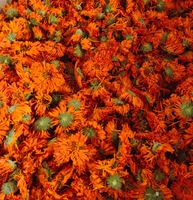Pétales de Calendula en Gros – Nouvelle Récolte de Qualité Supérieure à Prix Abordable – Fleurs Séchées