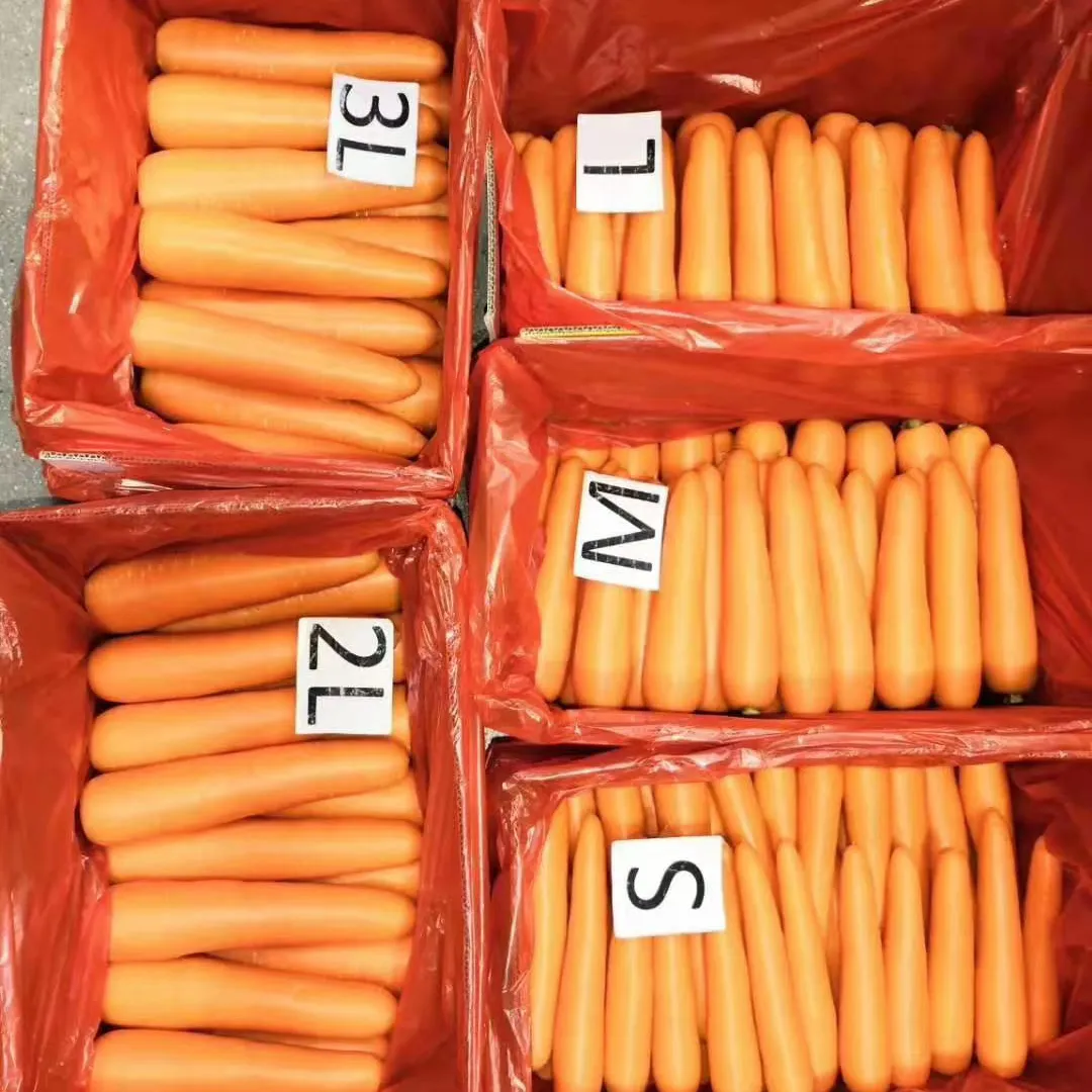 Zanahoria roja fresca y limpia, producto nuevo chino, para la exportación