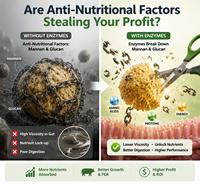 Additif alimentaire premium pour bovins marbrés avec Aspergillus Oryzae et multi-enzymes |   Solution de finition haute performance