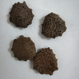 木别子干成熟的苦瓜种子，用于草药 - Product Image 2