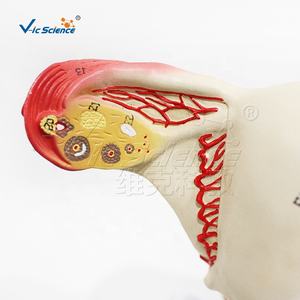 แบบจำลองกายวิภาคของมนุษย์ แบบจำลองมดลูกพร้อมระบบระบุด้วยดิจิทัล แบบจำลองกายวิภาคอวัยวะเพศหญิงมนุษย์ สำหรับการสอนเกี่ยวกับมดลูก - Product Image 3